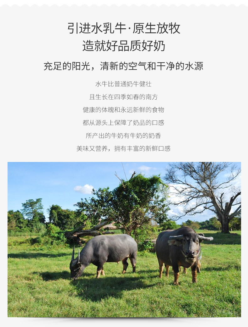 奶中珍品 百菲酪 水牛纯奶 200ml*20盒 图3