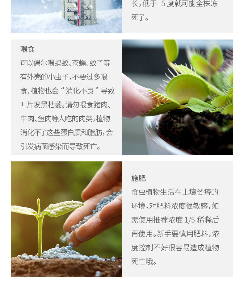насекомоядное растение 超大捕蝇草【食虫植物捕蚊草食虫草驱蚊草巨大夹子春夏季直立】