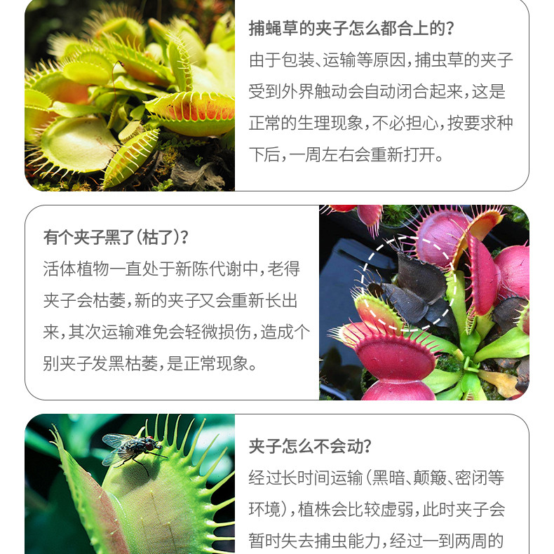 насекомоядное растение 超大捕蝇草【食虫植物捕蚊草食虫草驱蚊草巨大夹子春夏季直立】