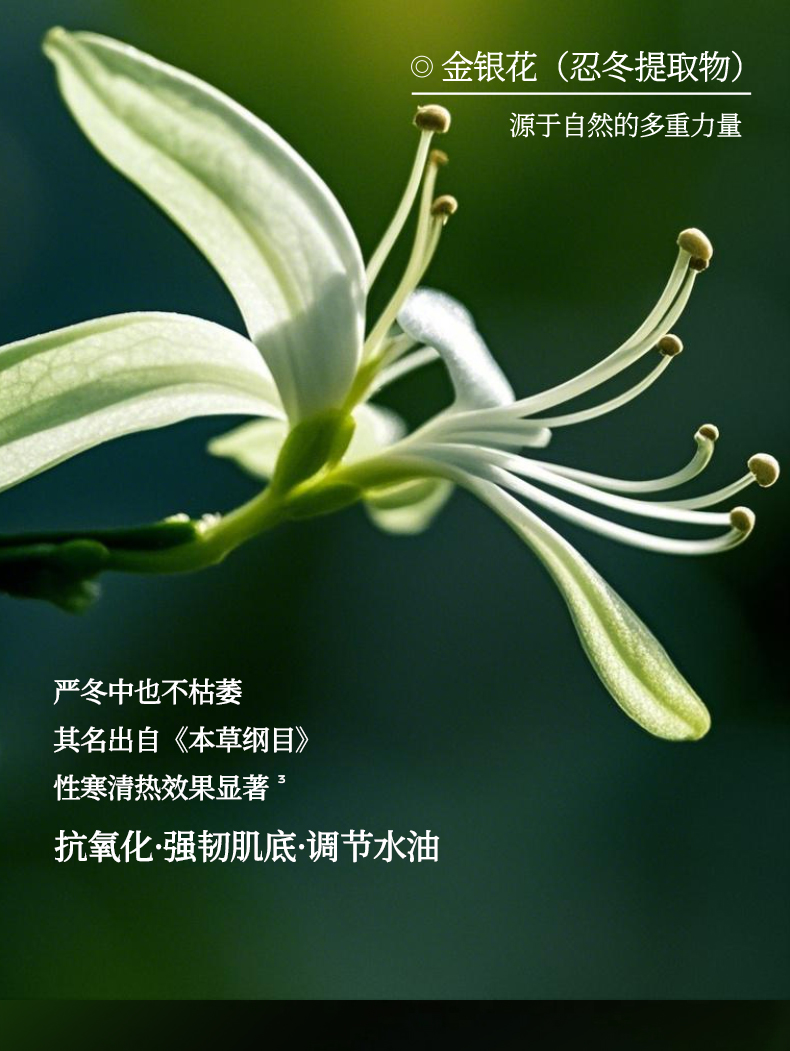 淮树金银花清颜水保湿补水喷雾控油祛痘爽肤水官方正品