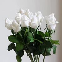 5 белых бутонов белые