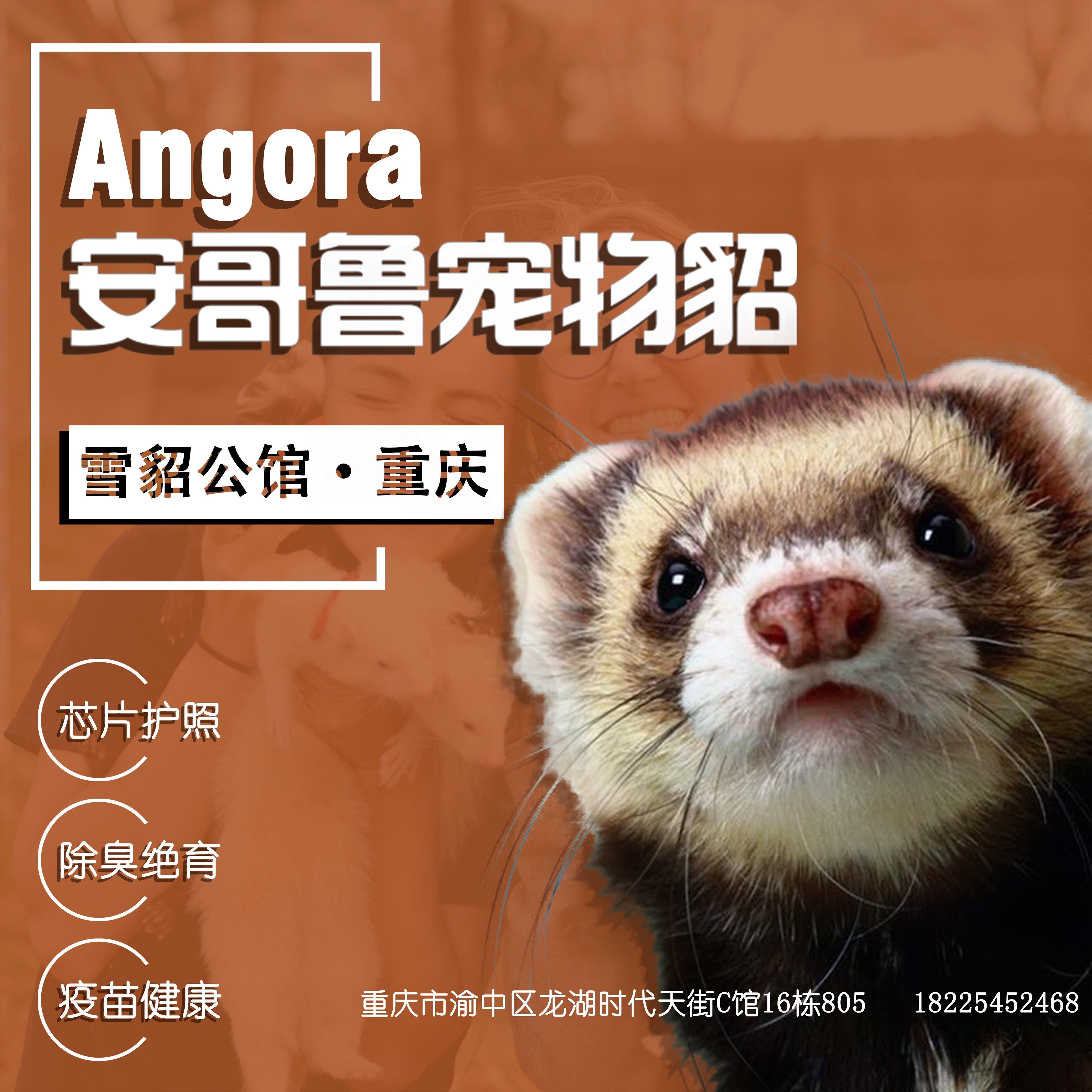 Angelus Pet Ferret Chongqing Monopoly Brand New Pet Video or Offline Store Selection