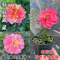 Список новых продуктов [Hide From Tibetan], принесите посадку в горшок с горшками