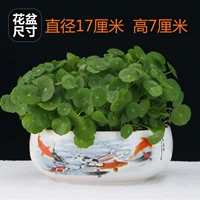 铜钱草+瓷盆（九鱼