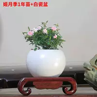 [Ji Yueji 1 год саженцев+белые фарфоровые горшки], посадка горшка с горшками