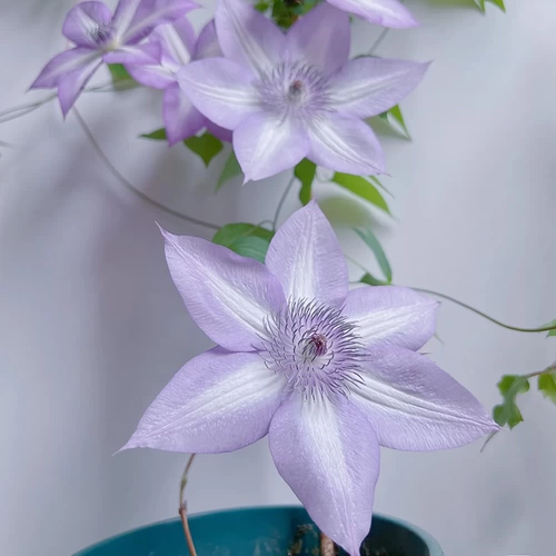 Железная линия Lotus utopia маленькие растения сажан