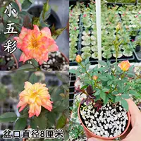 Список новых продуктов [маленький красочный], посадка с горшками