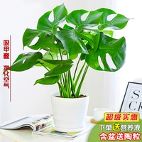 [Super Value] Boutique 45cm2 (Thread Basin+Pottery)+раствор питательных веществ (исключая горшок)