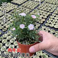 [Ji Ruki 2 года саженцев], принесите горшки с горшками