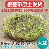 根茎（1份大盆的量）