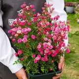 Интернет-знаменитость японская роза Химэ цветок в горшке мини Химэ Отомэ рассада цветы четыре сезона цветущая роза бонсай роза Химэ