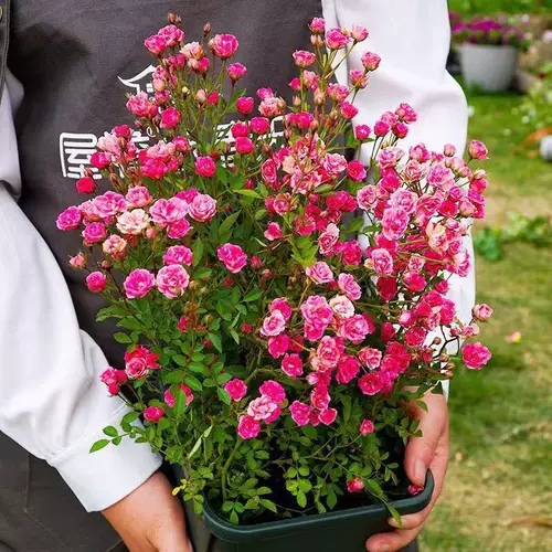 Интернет-знаменитость японская роза Химэ цветок в горшке мини Химэ Отомэ рассада цветы четыре сезона цветущая роза бонсай роза Химэ