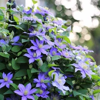 Маленькая зелень [3 растения без удобрений], горшок в комплект не входит.