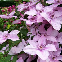 Руменг [3 растения бесплатно], горшок в комплект не входит