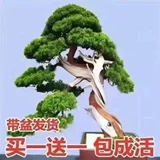 [Купить один волосы два] Приветствуя сосна Бонсай в помещении и открытых цветах Четыре сезона, вечнозеленые, холодные и горячие устойчивые