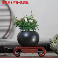 [Ji Yueji 1 год саженцев+черные фарфоровые горшки], посадка горшка с горшками