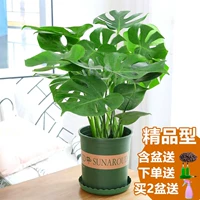 [Рекомендуемая модель] Бутик 60-65 см3 открытая спина (галлонный бассейн+керамика)+питательный раствор (исключая горшок)