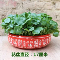 铜钱草+红色陶瓷（直径17厘米