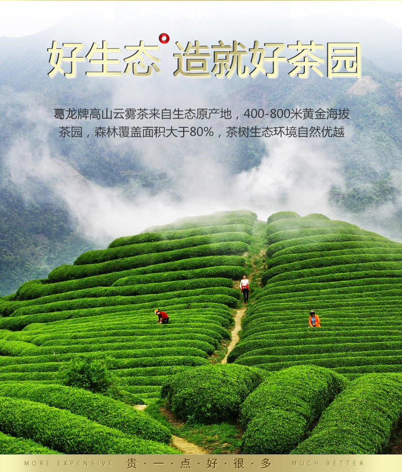葛龙  高山云雾绿茶 500g 图2