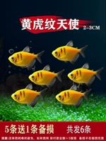 2-3 см. Желтый тигр