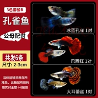 Бутик Peacock 3 -package B