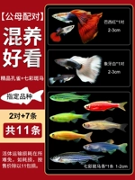 [Смешанный сестринский уход хорошо выглядит] красочная зебра+бутик -павлин (сочетание мужского и женского пола)