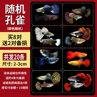 [20 бутик -павлин -рыба] случайно