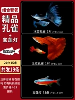 Бутик Peacock 2 пары+Pao Lian Lantern Package (в общей сложности)