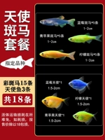 Комбинированный пакет Angel+данио (всего 18)