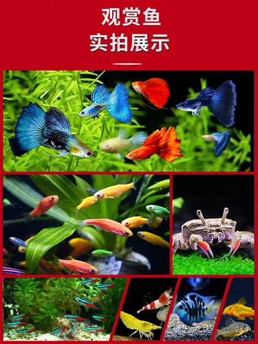 Тропическая декоративная рыба полезна для красной и зеленой рыбы рыбы пресноводная золотая рыба.