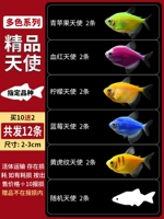 10 красочных ангелов, чтобы отправить 2 подготовки к потерям