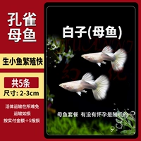 Белые семена [женская рыба] 5 штук