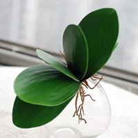 Листья фалаенопсиса