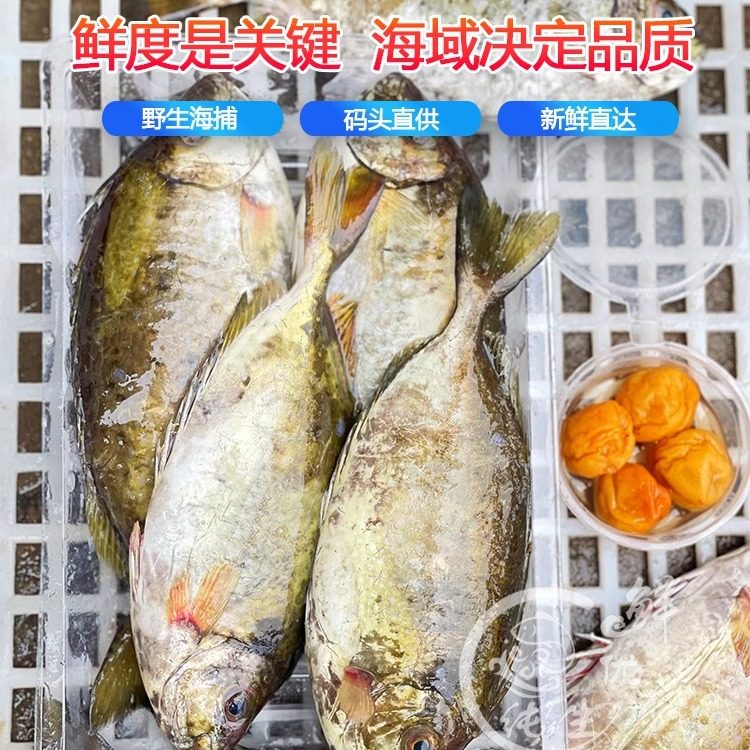 泥猛鱼怎么选才新鲜?2025年最新挑选指南来了!-好物推荐-淘宝好物网