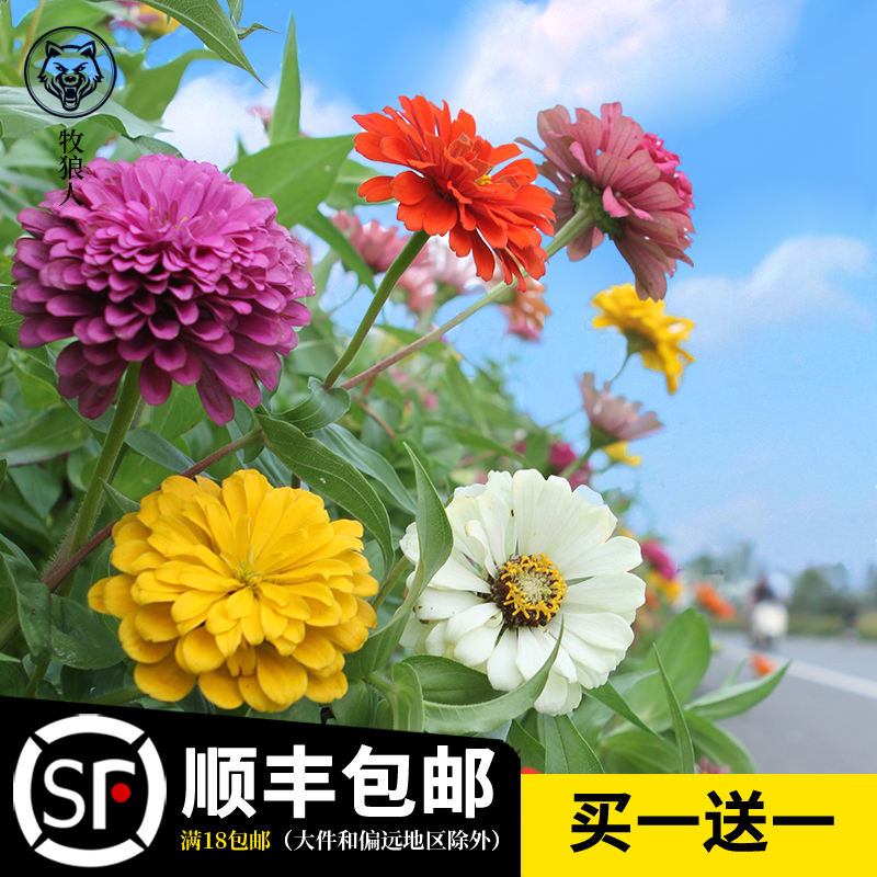 Zinnia flower seeds garden zinnia zinnia outdoor balcony flower seeds four seasons flowering constantly see the soil and live to grow