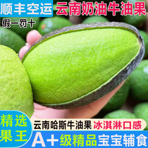 SF air transport Yunnan avocado fresh fruit Hass avocado ripe extra large fruit seasonal Big Mac ready to eat 16