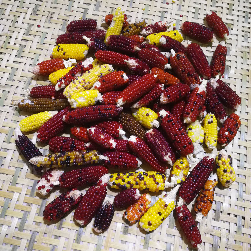 Mini corn cob Chinchilla molar grain snacks 1 pack of 5-6 hamster snacks Small pet toys selected