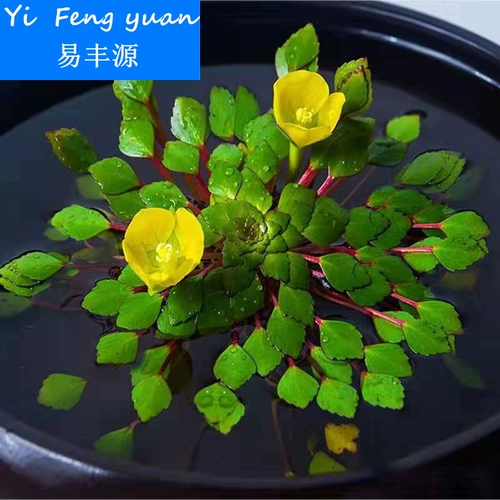 Водная Пиротехника Желтая Сирень (Гватемальская Водяная Сирень) Ряска Ленивый Водное Растение Очистка