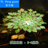 Ряска плавающие живые растения водный фейерверк желтый колтроп гватемальский водный сиреневый один бесплатная доставка