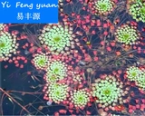 Водная Пиротехника Желтая Сирень (Гватемальская Водяная Сирень) Ряска Ленивый Водное Растение Очистка