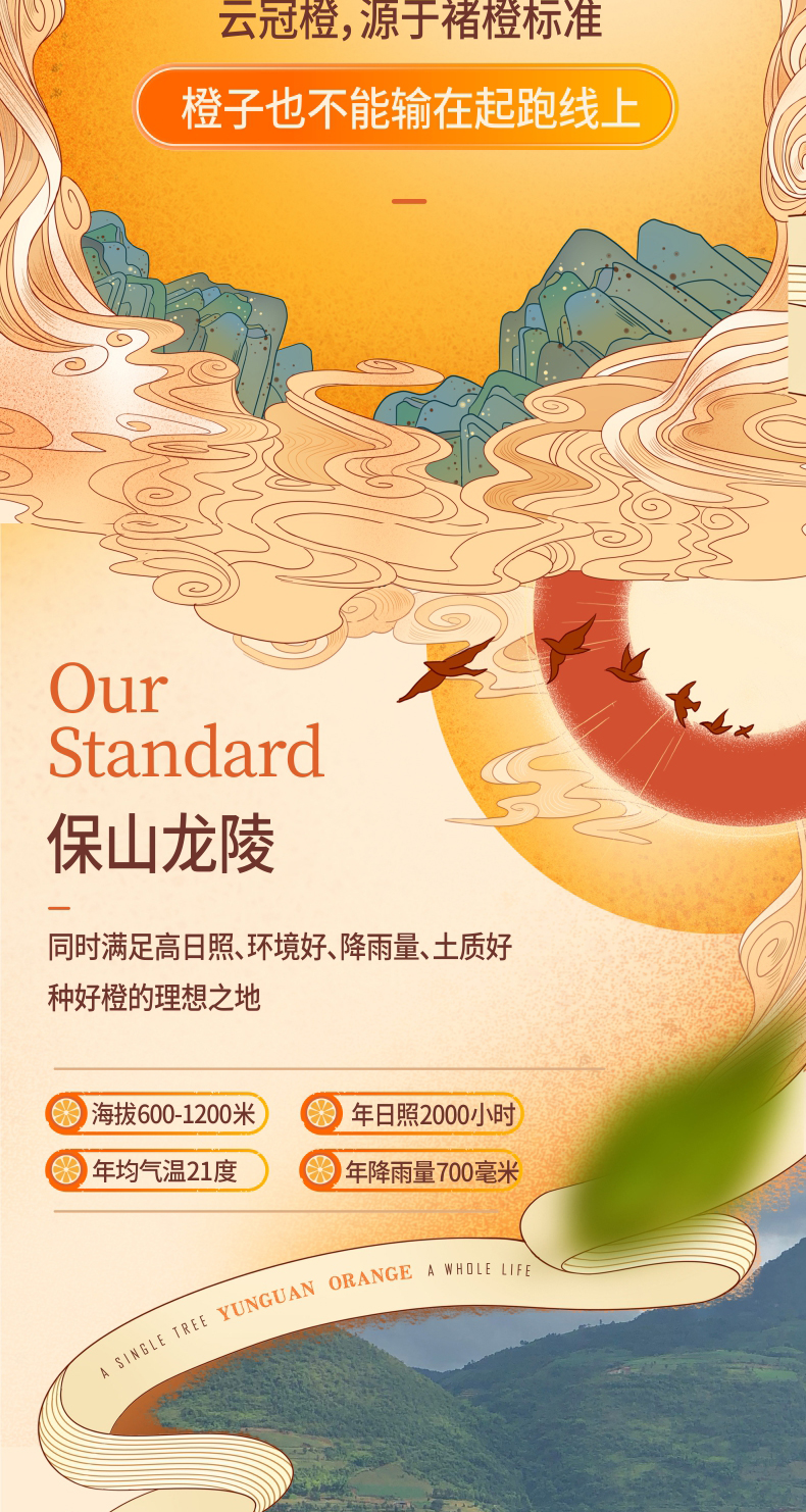 褚橙 云冠橙 M号6斤 礼盒装 图5