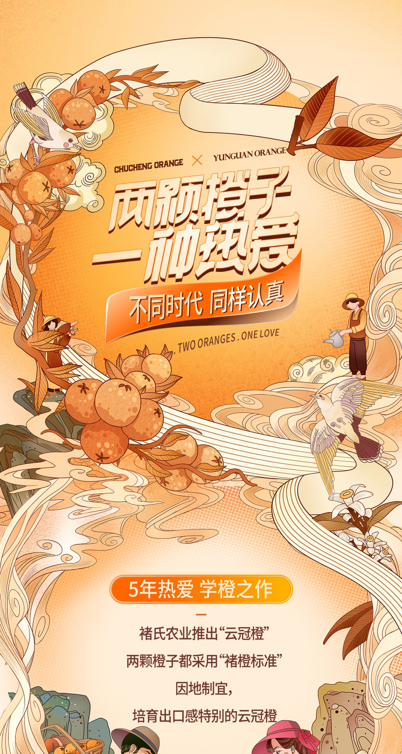褚橙 云冠橙 M号6斤 礼盒装 图2