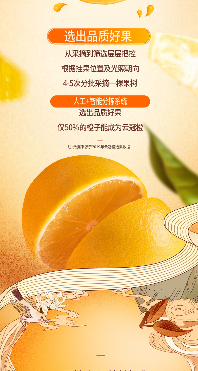 褚橙 云冠橙 M号6斤 礼盒装 图4
