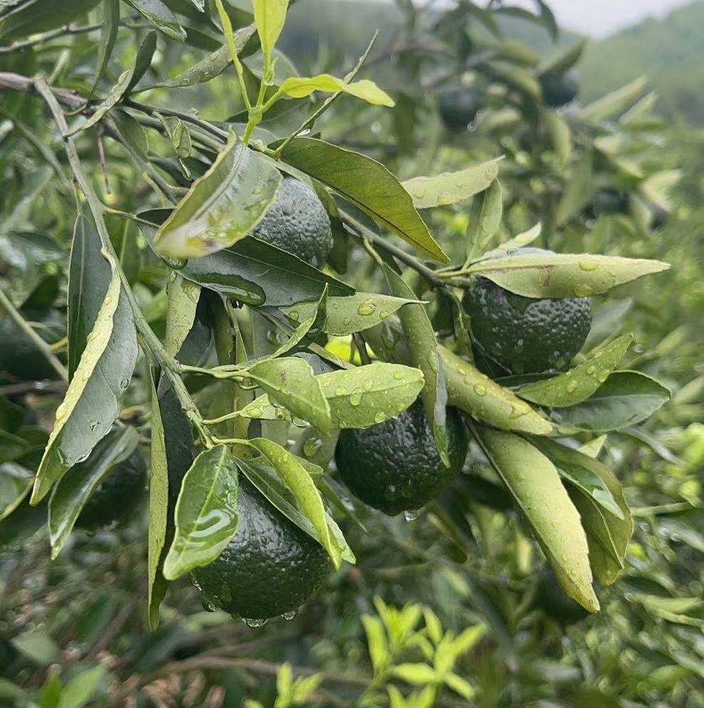 New Will Dried Orange Peel Citrus Fruits Raw Branches Tree Rings Branches Trees Green Mandarin Oranges Red Mandarin Oranges