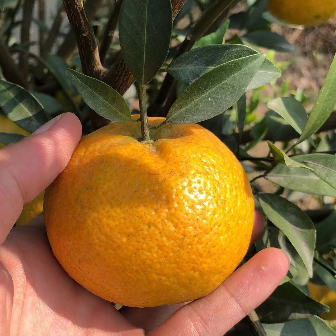 Authentic New Society Rings Branches Sapiens Citrus Fruits Red Mandarin Red Mandarin Orange Peel Mandarin Orange Peel Mandarin Orange Peel Citrus Fruits Picked Up And Shipped