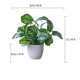 Зеленый 【маленький горшок из арбуза листьев】