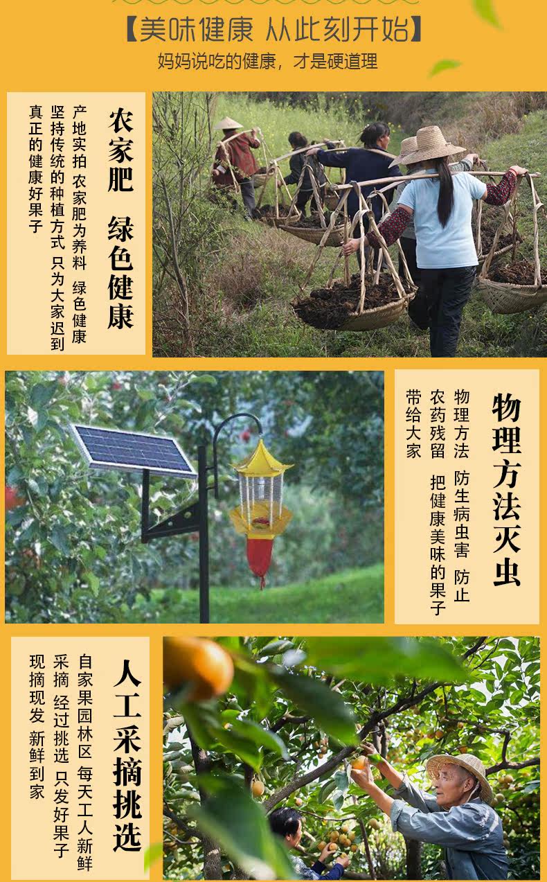 运城水果柿子 巧克力脆皮柿子 4.5斤 图3