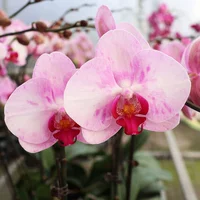 19. застенчивая красота