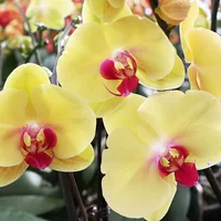 14. Золотая красота