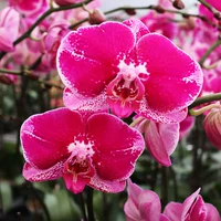 10. Великий богатый человек